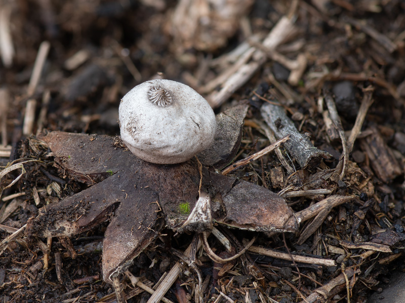 Geastrum campestre